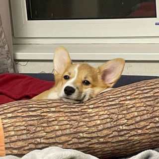 Telegram profile photo for Корги пушина 🌝