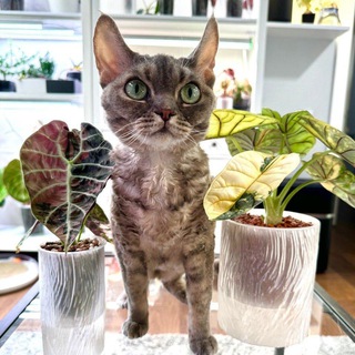 Telegram profile photo for Green room. Пикси, Зои и зеленая комната🌱🐈⬛🐈⬛