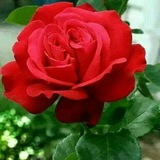 Telegram profile photo for قطرة الندئ
