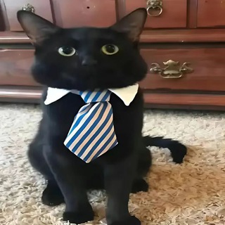 Telegram profile photo for AlfaStars • Фри подарок телеграм.