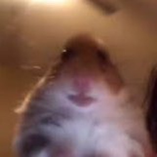 Telegram profile photo for Ham$ter Calls π§¨
