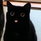Telegram profile photo for archive.
