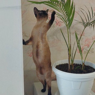 Telegram profile photo for Котики🐱