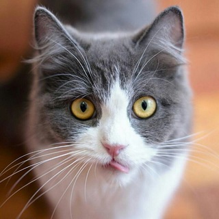 Telegram profile photo for Кот №1