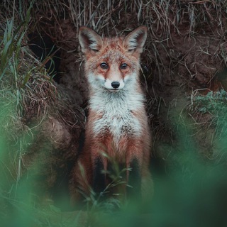 Telegram profile photo for 📸 C H I L L S I D E 🌿