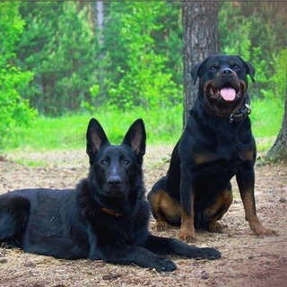 Telegram profile photo for "Зоопричал" Передержка собак. И кошек г Балашиха мкр. Железнодорожный.