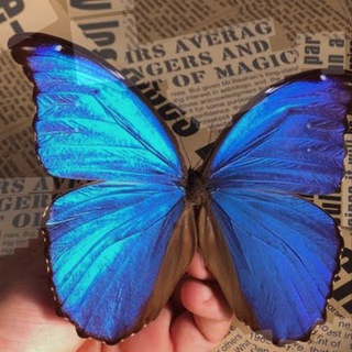 Telegram profile photo for مَتجر نُوتي |Dr.NOTY🩵🦋.