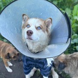 Telegram profile photo for Семья ТЕО💙🐾
