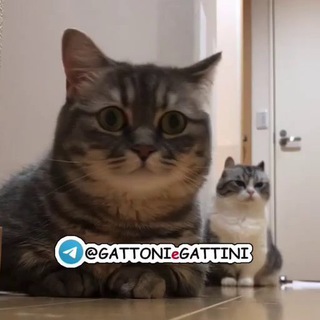 Telegram profile photo for GATTONI & GATTINI ๐
