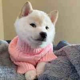 Telegram profile photo for Gnocchi