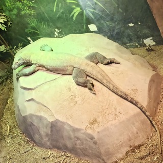 Telegram profile photo for Пейзаж с ящерицей