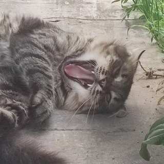 Telegram profile photo for омг це що