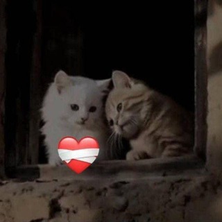 Telegram profile photo for ♡ؒتـڪست♡