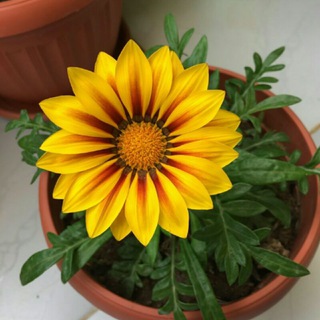 Telegram profile photo for جازانيا🌻