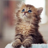 Telegram profile photo for Безопасность
