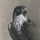 Telegram profile photo for عبارات صقر