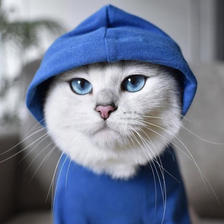 Telegram profile photo for $COBY The Cat