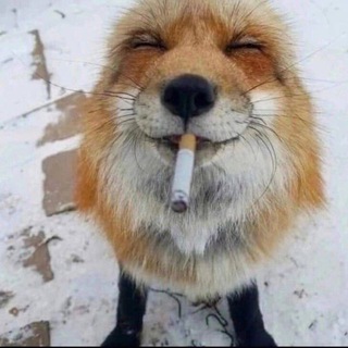 Telegram profile photo for боты сосите