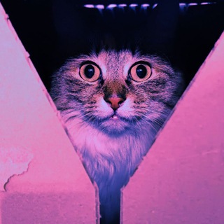 Telegram profile photo for Котехи😽