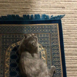 Telegram profile photo for وَقُلْ رَبِّ زِدْنِي عِلْمًا