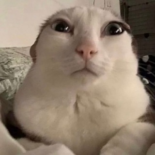 Telegram profile photo for mokkio24 (рест)
