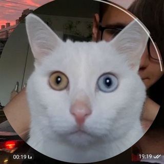 Telegram profile photo for Обитель креветки🦐
