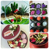 Telegram profile photo for Terrariums
