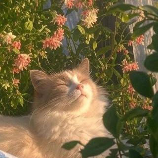 Telegram profile photo for یسنایی
