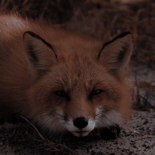 Telegram profile photo for Лисья нора