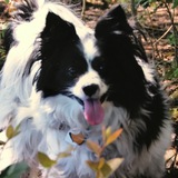 Telegram profile photo for A “Good” Karen