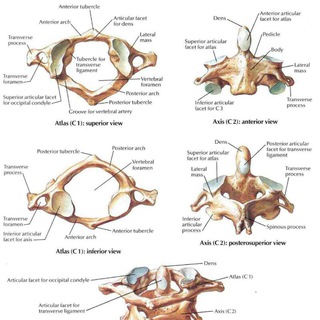 Telegram profile photo for Biology Practice Questions MCQs
