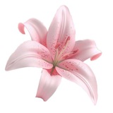 Telegram profile photo for Отзывы Little Lady Shop