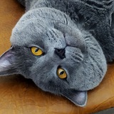 Telegram profile photo for Канал разной хуйни