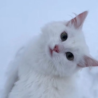 Telegram profile photo for Dolunay