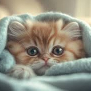 Telegram profile photo for Привет молодца!