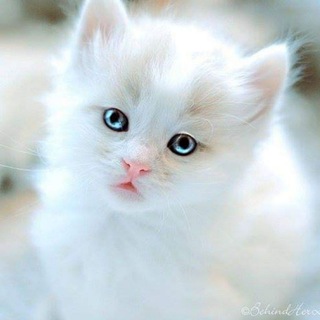 Telegram group profile photo for Пиар чат | чат для заработка | продвижение