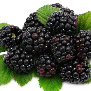 Telegram profile photo for تمشک