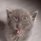 Telegram profile photo for мили кот