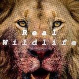 Telegram profile photo for Real Wildlife