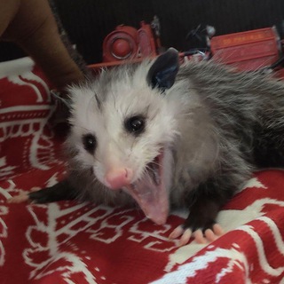Telegram profile photo for Opossum screamo