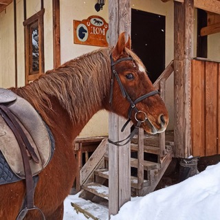 Telegram profile photo for КТК "Верхом по Мещёре"