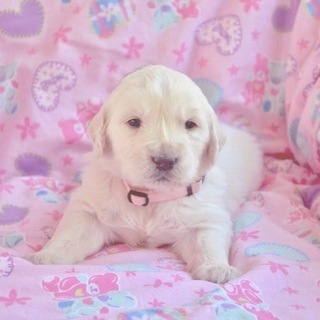 Telegram profile photo for Puppyland