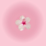 Telegram profile photo for سُهاد | 𝑺𝒖𝒉𝒂𝒅 🌸