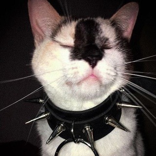 Telegram profile photo for Токсоплазмо:З