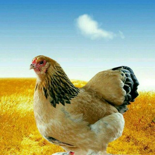 Telegram profile photo for پرورش مرغ _بلدرچین_بوقلمون_شترمرغ