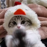 Telegram profile photo for Отзывы барсика