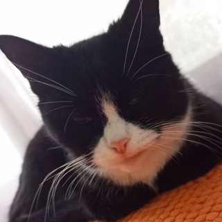 Telegram profile photo for Котики на Изи
