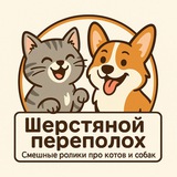 Telegram profile photo for Шерстяной переполох 🐈🦮