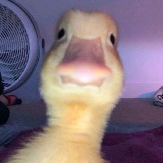 Telegram profile photo for ORDACK_GIF_MEME | اردک گیف