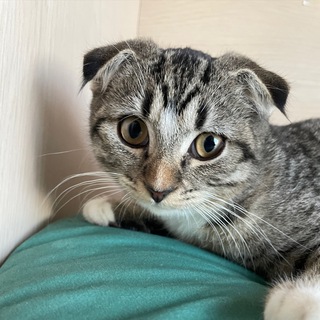 Telegram profile photo for Кошачий вайб🐾